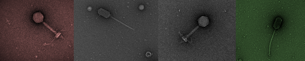 Millard Lab header image